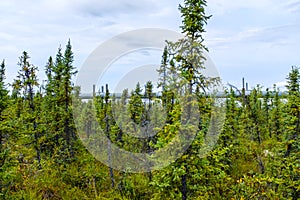 Wild forest in interior Alaska next to the pipeline