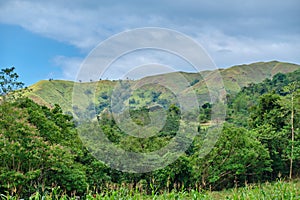 Wild forest on the island of Panay Philippines