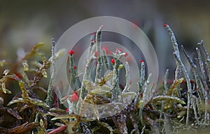 Wild forest Lichen close up