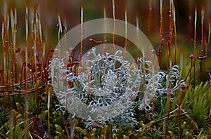Wild forest Lichen close up