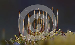 Wild forest Lichen close up