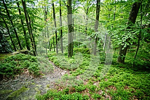 Wild forest median strip europe.