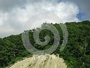 Wild forest on the mountain