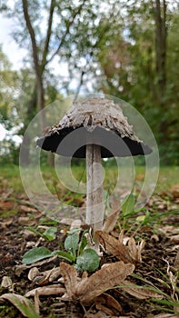 Wild forest mushroom with green vegetation on the background