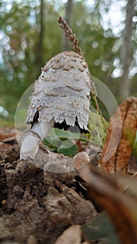 Wild forest mushroom with green vegetation on the background