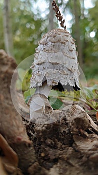 Wild forest mushroom with green vegetation on the background