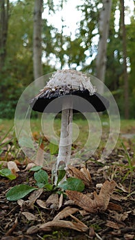 Wild forest mushroom with green vegetation on the background