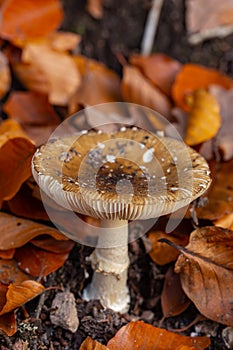 Wild forest mushrooms