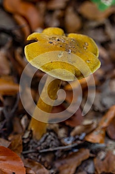 Wild forest mushrooms