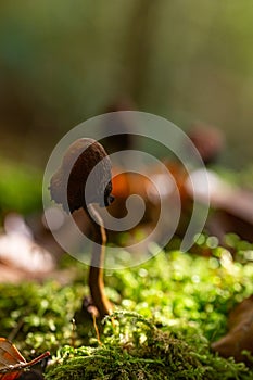 Wild forest mushrooms