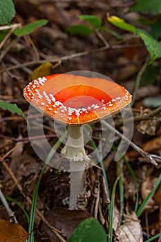 Wild forest mushrooms