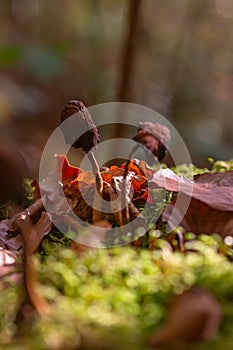 Wild forest mushrooms