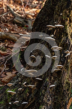 Wild forest mushrooms