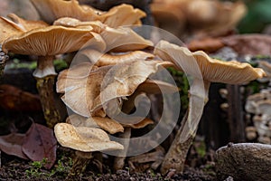 Wild forest mushrooms