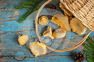 Wild forest mushrooms chanterelles scattered from the basket on old background