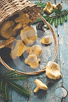 Wild forest mushrooms chanterelles scattered from the basket on old background