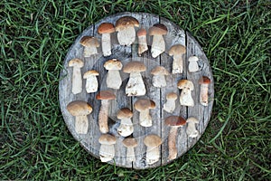 Wild forest mushrooms on grass, autumn pastime