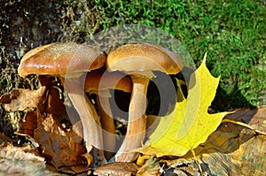 Wild forest mushrooms grow in the autumn forest