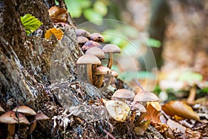 Wild forest mushrooms growing in autumn