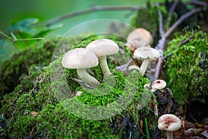 Wild forest mushrooms growing in autumn