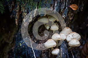 Wild forest mushrooms growing on the tree.