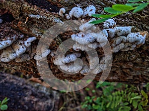 wild forest mushrooms growing on tree trunks