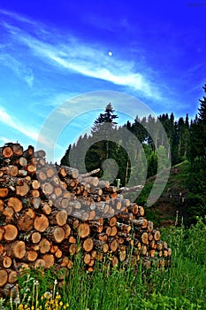 Into the wild photo
