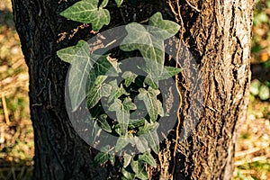 Wild forest nature, a lot of green vegetation, ivy weaving everywhere, the plant clings to the branches of stumps and tree trunks