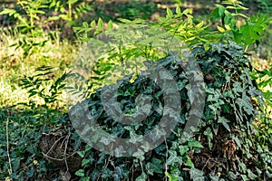 Wild forest nature, a lot of green vegetation, ivy weaving everywhere, the plant clings to the branches of stumps and tree trunks