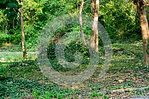 Wild forest nature, a lot of green vegetation, ivy weaving everywhere, the plant clings to the branches of stumps and tree trunks