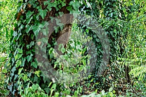 Wild forest nature, a lot of green vegetation, ivy weaving everywhere, the plant clings to the branches of stumps and tree trunks