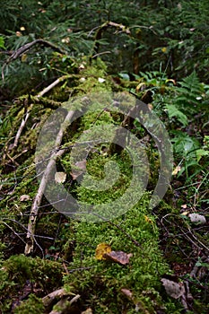 Wild forest. The old tree is covered with moss. Fern. Fallen leaves