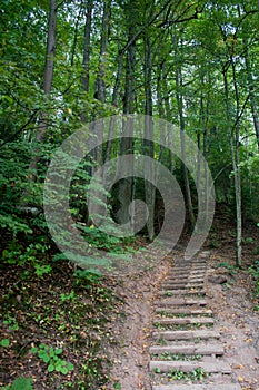 Wild forest path with ladder in summer day