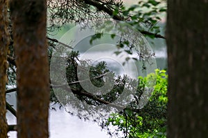 Wild forest pond or lake