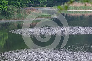 Wild forest pond or lake