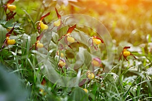 Wild forest rare Orchid. The lady`s slipper