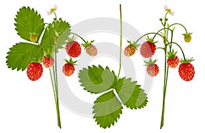 Wild forest red ripe strawberry berry on Bush branch with green leaf and flower isolated on white background