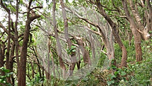 Wild Forest on the Road to Hana