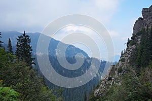 Wild forest in the Romania
