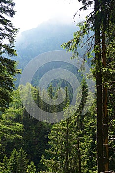 Wild forest in the Romania