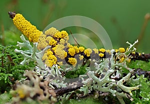 Wild forest slime mold macro closeup photography