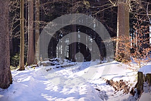 Wild forest with snow. Tree trunks In the wood with snowy path. Schwarzwald, Black Forest landscape in sunny winter day.