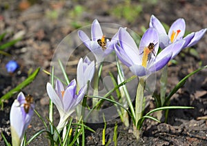 Wild forest spring flowers purple crocus flowers with honey bees