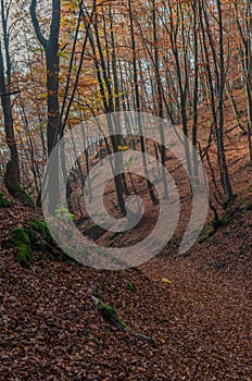 Wild forest in Sulovske skaly