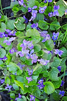 Wild forest violets