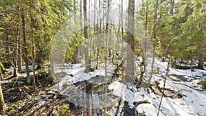 The wild forest wakes up, the sun rays through the trees, the snow melts, streams flow, green fir-trees at clear sunny