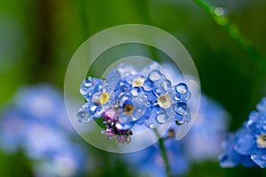 Wild forest wet blue flowers of forget-me-not with tiny water drops after rain on delicate petals