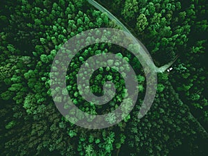 Wild forest and wonderlust car on road, aerial from above