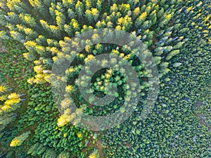 Wild forested and wet moorland from above