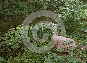 Wild forests of Russia, summer in the forest, a forest lake, water lilies, a large stone boulder in the foreground, beautiful dayl